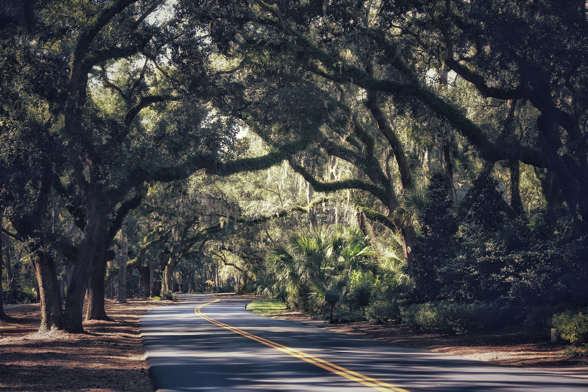 May contain: tree, plant, road, tree trunk, tarmac, street, city, urban, and freeway